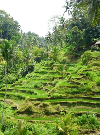 渡假村內自由時光→火山景觀餐廳享用午餐→德哥朗梯田&近距離觀看麝香貓(可加訂大鞦韆與攝影空拍活動)→泰式風味餐