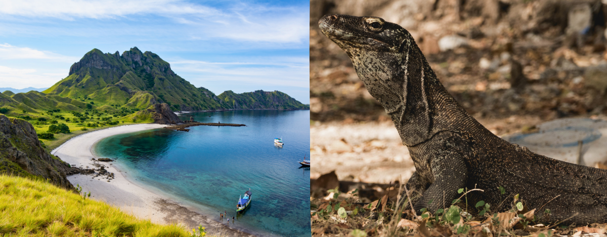 DAY 3 科摩多島跳島一日遊~ 遇見科摩多龍/浪漫粉紅沙灘/與Manta共游/帕達爾島/月牙灣/卡納瓦島浮潛