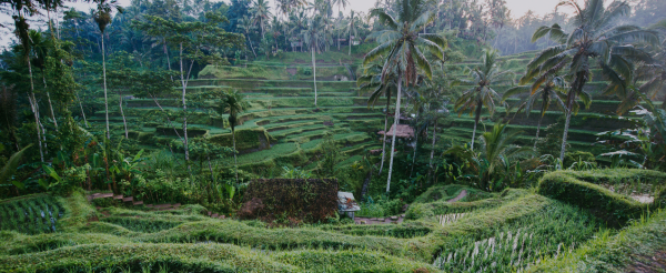 DAY 5 前往金塔瑪尼→火山景觀咖啡廳→聖泉寺→德哥拉朗梯田(贈鞦韆一次)→烏布傳統市集→特色髒鴨餐