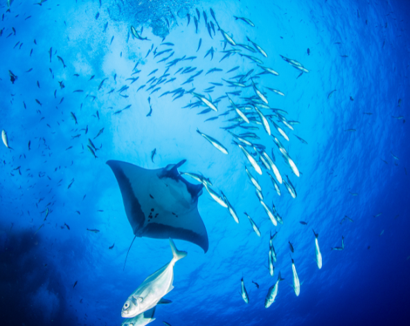 Padar Island登頂(帕達爾灣美景跟日出 約四點半起床、五點出門)→粉紅沙灘→Komodo Island→Taka Makassar月牙灣→Manta Point(浮潛看鬼蝠魟)