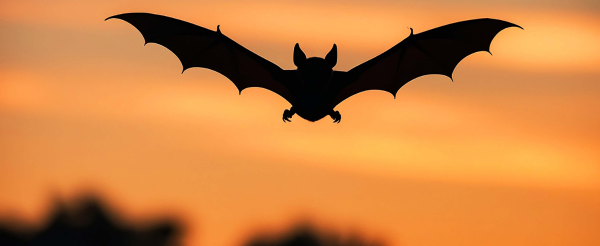 峇里島機場→科摩多機場→碼頭登船→Kelor Island(建行登頂+玩水)→午餐→Manjarite Island (浮潛點)→Kalong Island (紅樹林、蝙蝠、日落)→Padar Island停船(為明天登頂日出做準備)