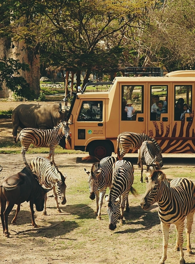 行程二選一:野生動物園一日遊 或 ATV越野車+吉安雅瀑布→峇里島最新開幕ICON BALI MALL→義式風味晚餐+招待義式冰淇淋