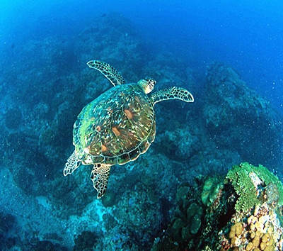 巴里島潛旅推薦-MANGROVE、CRYSTAL BAY、MANTA POINT