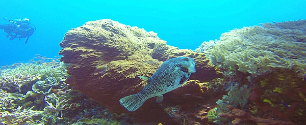 巴里島潛旅推薦-MANGROVE、CRYSTAL BAY、MANTA POINT