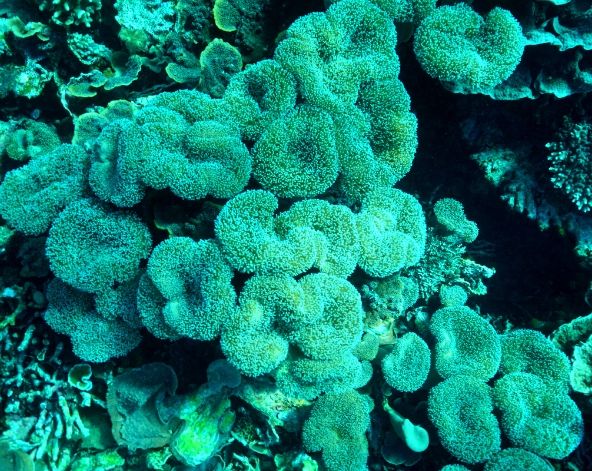 巴里島旅遊-珊瑚