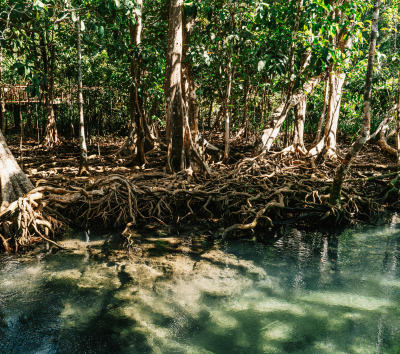 峇里島機場→科摩多機場→碼頭登船→Kelor Island(建行登頂+玩水)→午餐→Manjarite Island (浮潛點)→Kalong Island (紅樹林、蝙蝠、日落)→Padar Island停船(為明天登頂日出做準備)