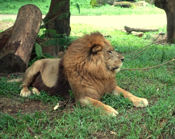 BALI SAFARI野生動物園+ UMA餐廳+冷氣車遊園+BALI AGUNG大型表演秀+戶外動物表演→活海鮮風味餐