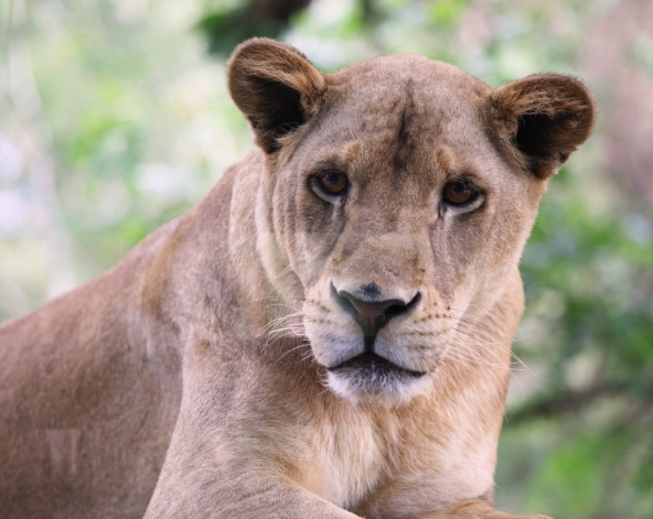 BALI SAFARI野生動物園+ UMA餐廳+冷氣車遊園+BALI AGUNG大型表演秀+戶外動物表演→活海鮮風味餐