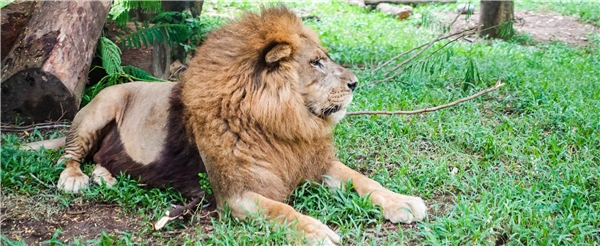 巴里島旅遊推薦-BALI SAFARI野生動物園