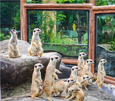 巴里島旅遊推薦-BALI SAFARI野生動物園