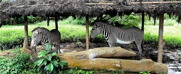 巴里島旅遊推薦-BALI SAFARI野生動物園