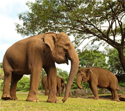 巴里島旅遊推薦-BALI SAFARI野生動物園