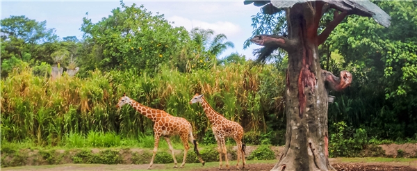 巴里島旅遊推薦-BALI SAFARI野生動物園