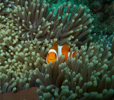 野餐風格早餐→Alila經典體驗二選一:藍色潟湖浮潛或峇里式按摩60分鐘→渡假村內自由享樂&南洋下午茶→渡假村內享用三道式晚餐