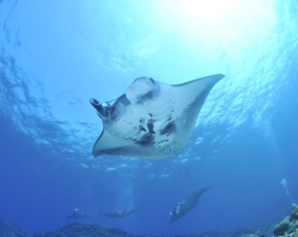 巴里島旅遊-Manta