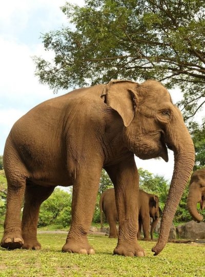 行程二選一：野生動物園一日遊 或 ATV越野車+吉安雅瀑布→巴里島最新開幕ICON BALI MALL→義式風味晚餐+招待義式冰淇淋