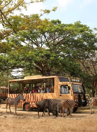 行程二選一：野生動物園一日遊 或 ATV越野車+吉安雅瀑布→巴里島最新開幕ICON BALI MALL→義式風味晚餐+招待義式冰淇淋