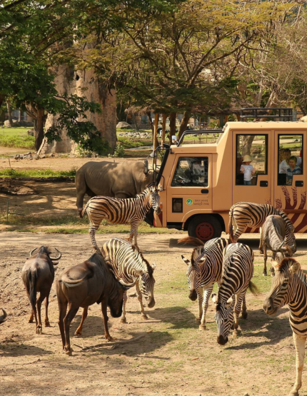 精彩活動二選一(Bali Safari野生動物園或藍夢島海上樂園)→小當家中華料理