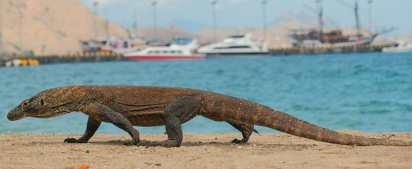 峇里島機場→科摩多機場→碼頭登船→Kelor Island(建行登頂+玩水)→午餐→Manjarite Island (浮潛點)→Kalong Island (紅樹林、蝙蝠、日落)→Padar Island停船(為明天登頂日出做準備)