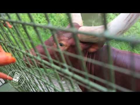 巴里島旅遊推薦-night safari野生動物園